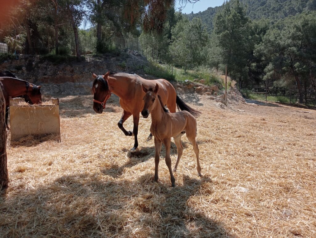 Multiaventura y Centro Hípico El Valle CEEA | La Alberca | Murcia