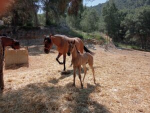 Multiaventura y Centro Hípico El Valle CEEA | La Alberca | Murcia